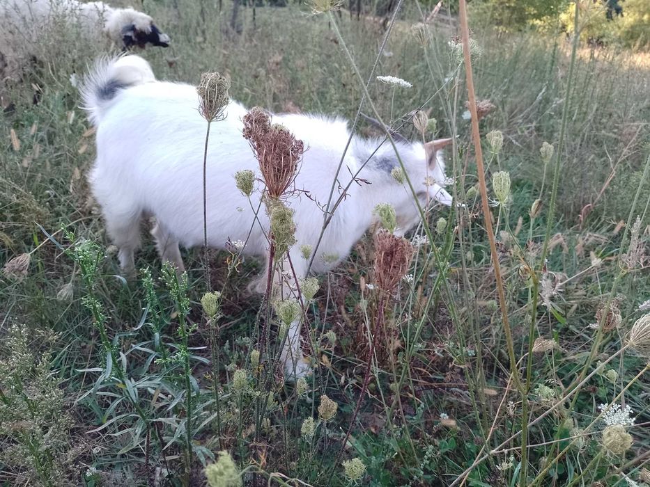 de vanzare un tap si o iada