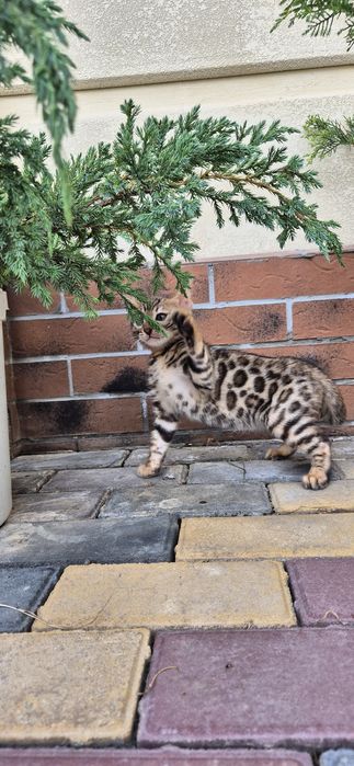 Бенгальские котята