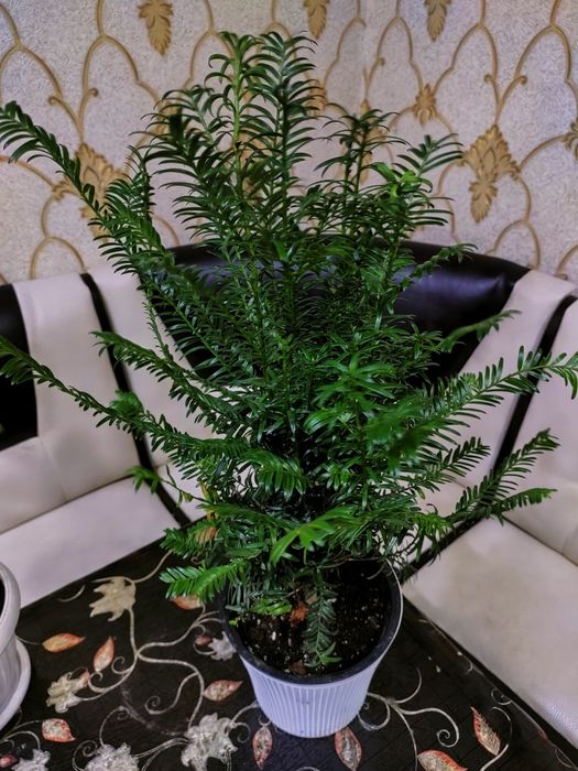 Домашние растения, доставка