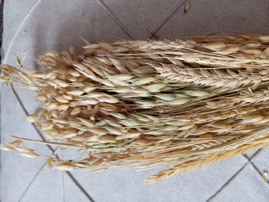 Пшеница, овёс для украшения и поделок.