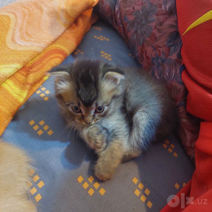 Котёнок вислоухий