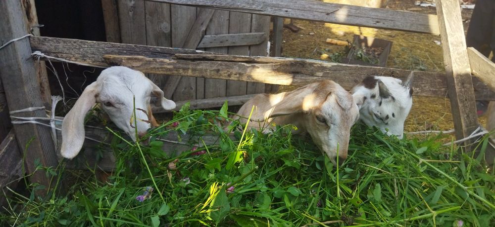 Козлята, нубийцы,биталы