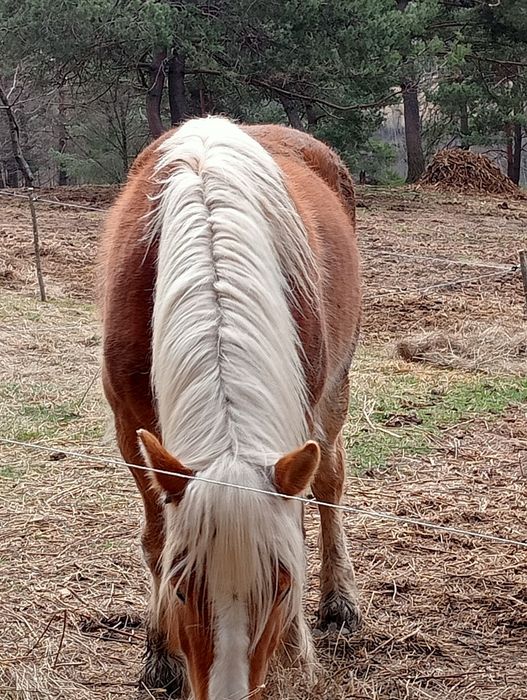 Vând Mânza de 3 ani!! S-au schimb cu oii