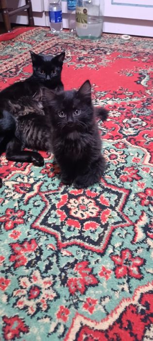 Отдам котят в хорошие руки!