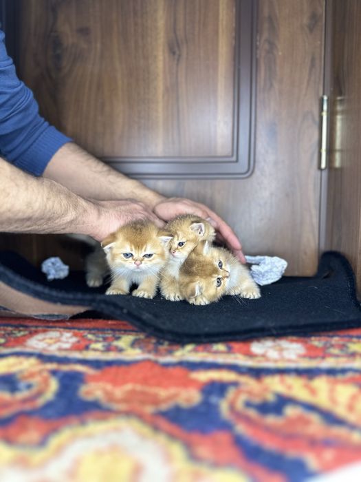 Золотая шиншилла