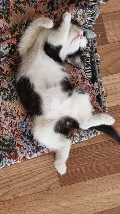 Котенок ищет себе семью