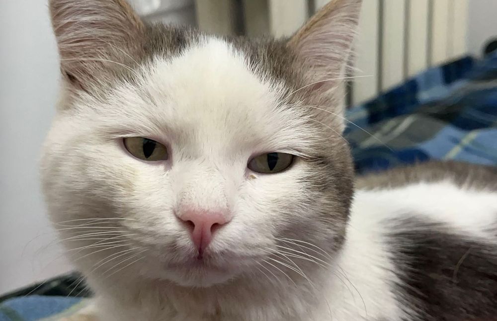 Отдам молодого котика