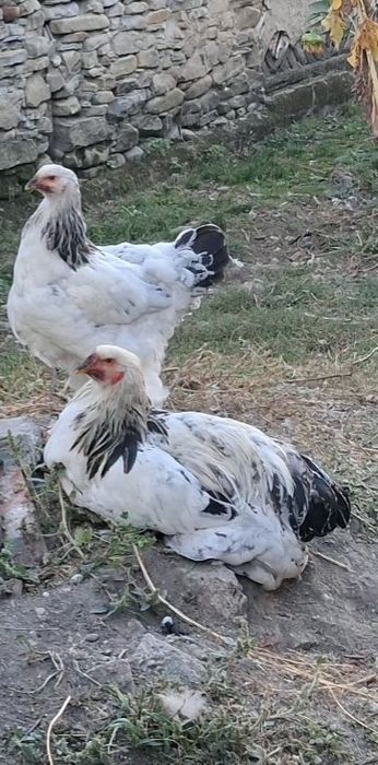 Gaini brahma HD pui