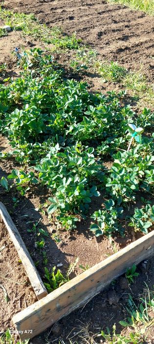 Дача сообщество Уралочка