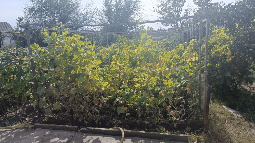 Продам дачу со всеми насаждениями