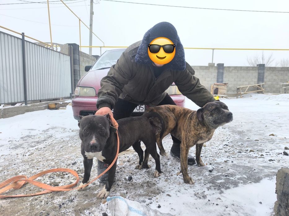 Питбуль щенки чистокровные