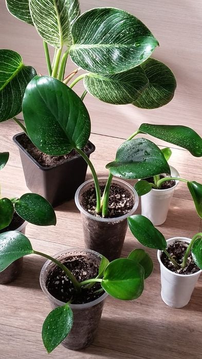 Филодендрон  Биркин