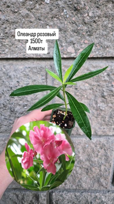 Комнатные растения