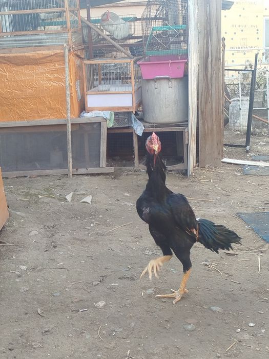 Дакан петушок продам