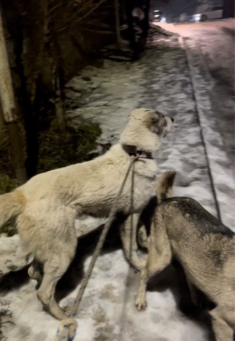 Алабай сатылады срочно