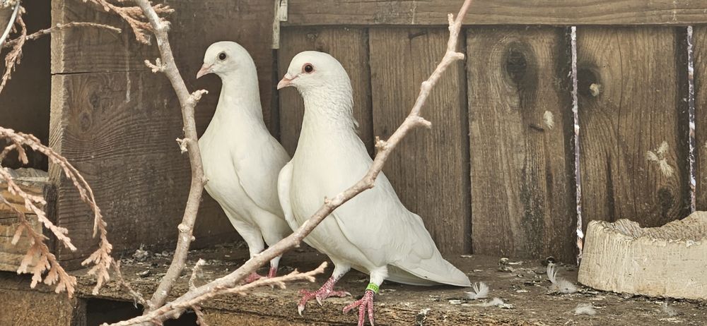 Porumbei Tobosari Arabi  perechi formate