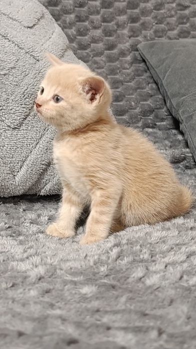 Породистые котята