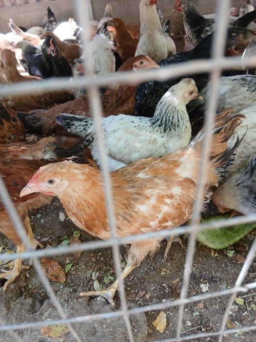 Продам Адлер и кучинский цыплят