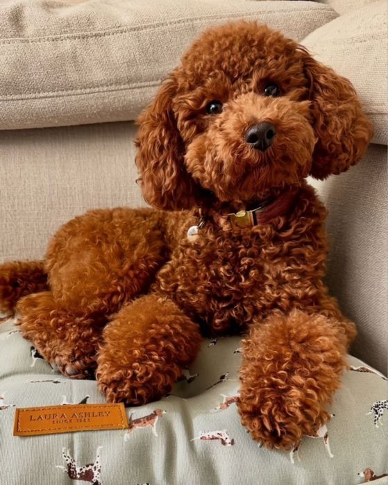 Вязка Шикарный Мальчик  Пудель