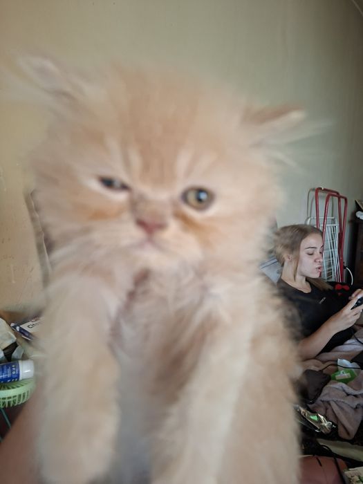 Персийско котенце