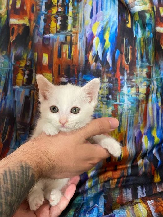 Котенок в добрые руки