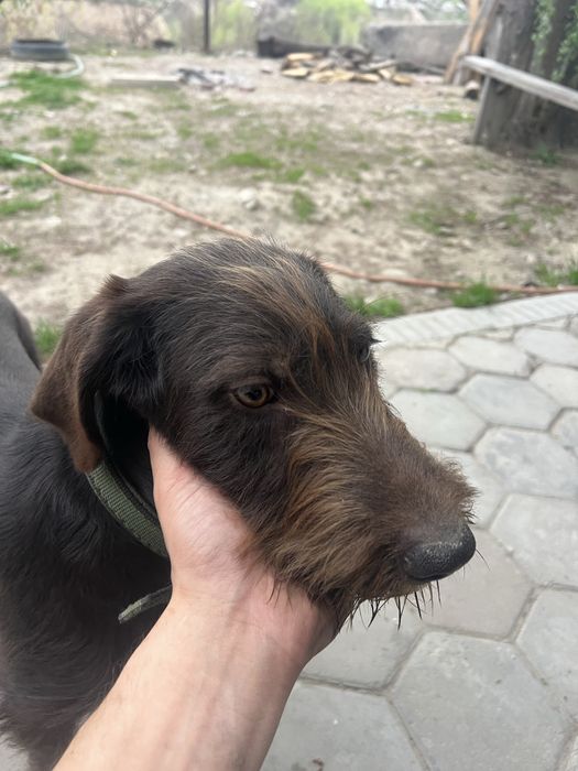 Немецкий дратхаар