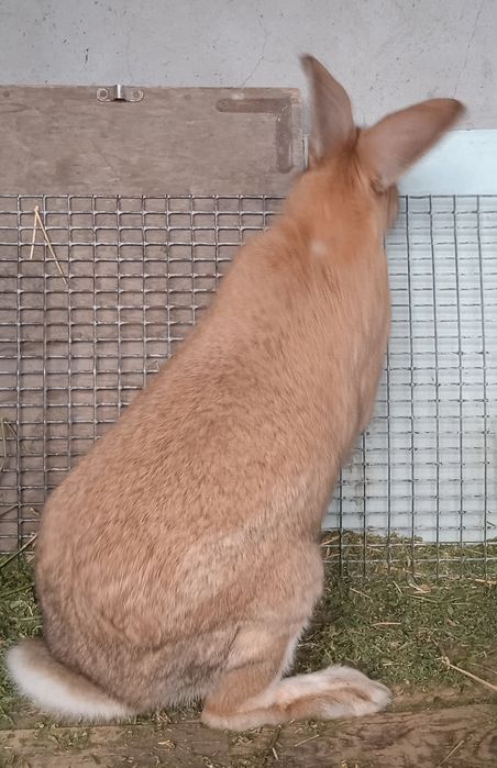 Продаются племенные кролики