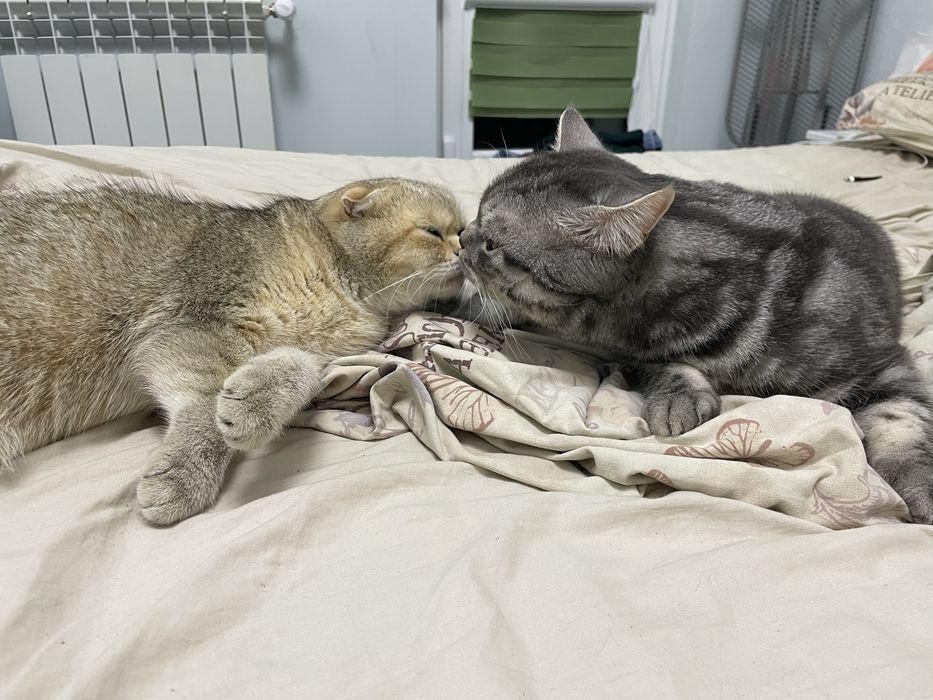 Породисто коте на 2 месеца