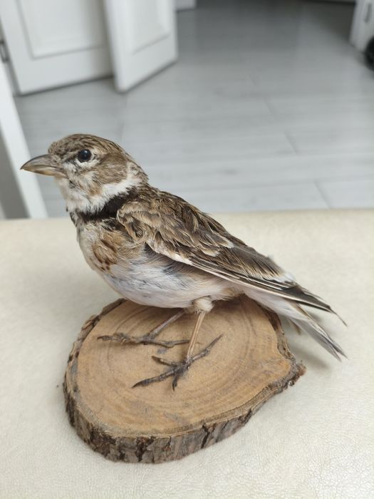 Продам Сувенир для дома, отличном состоянии