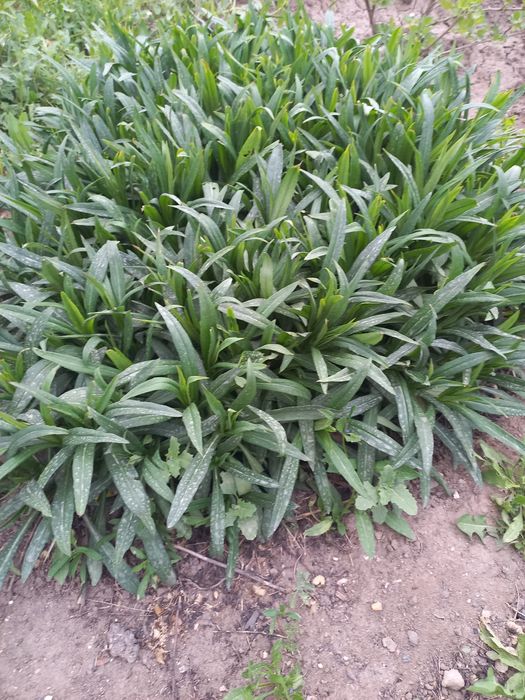 Продам отростки сентябрина