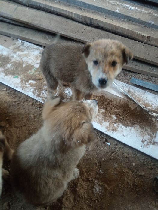 Ищем дом щенкам щенкам