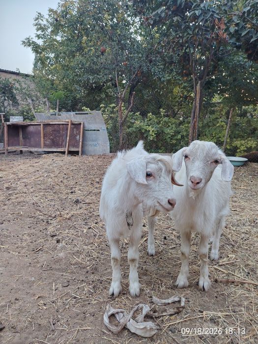 Takachalar sotiladi. Taka