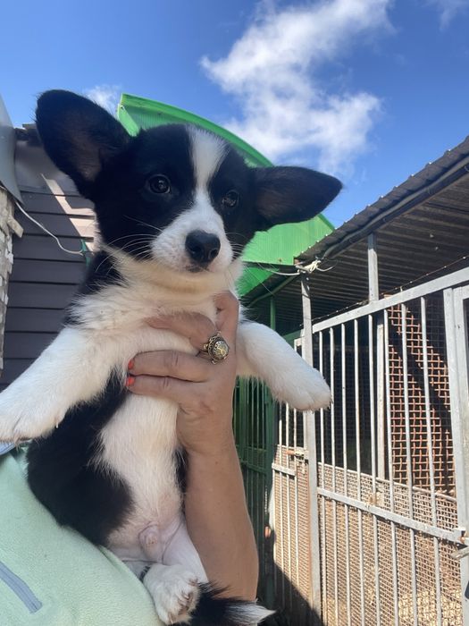 Вельш корги кардиган