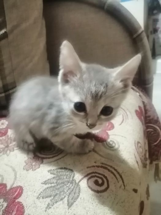 Котята даром отдам