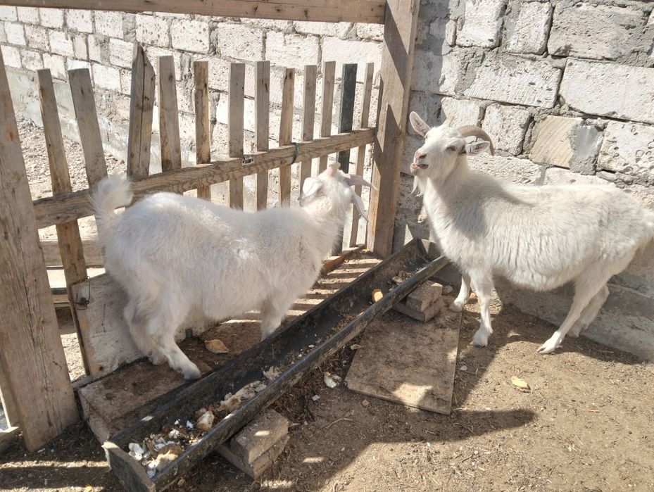 Лақ сатылады еркек лақ