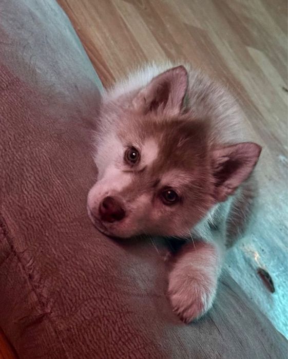 Щенок чистокровного хаски