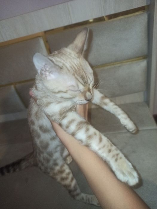 Bengal zotli mushuk