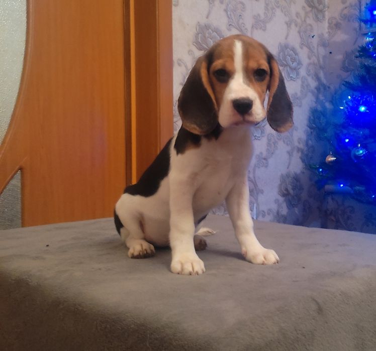 Малышка бигль с документами