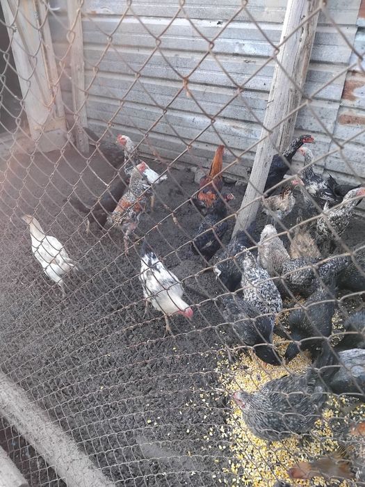 Продам петушков.