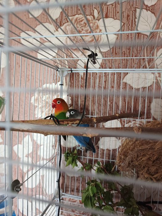 Пара неразлучников