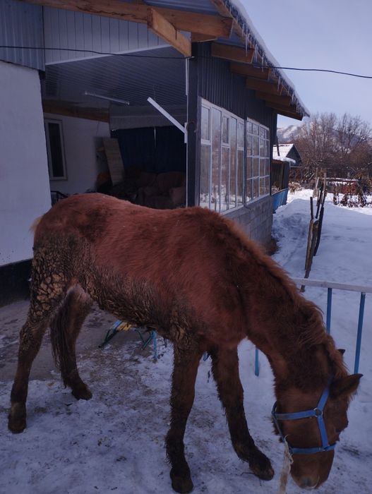Продам лошадь жебчика