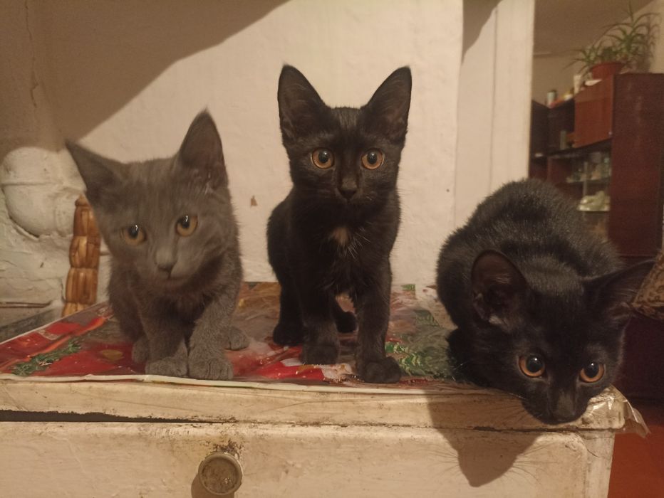 Отдам котят в добрые руки