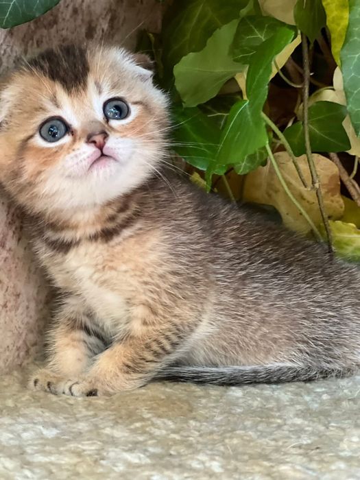 Шикарные котята  шиншилки