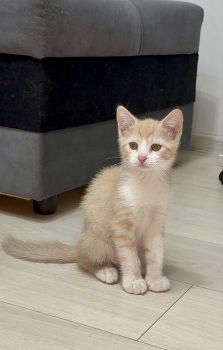 Отдам котят, 2 мальчика