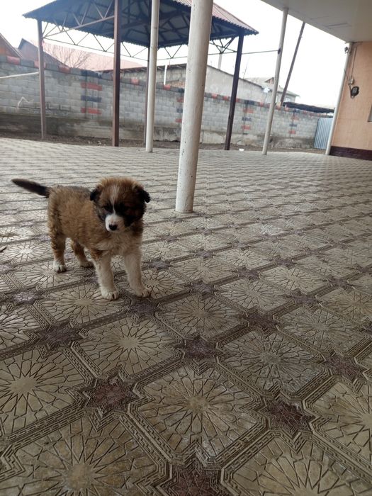 Күшік сатылады 5000ден