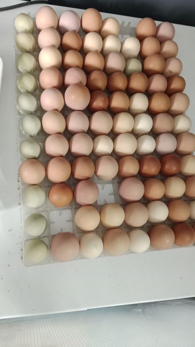 Инкубационные яйца