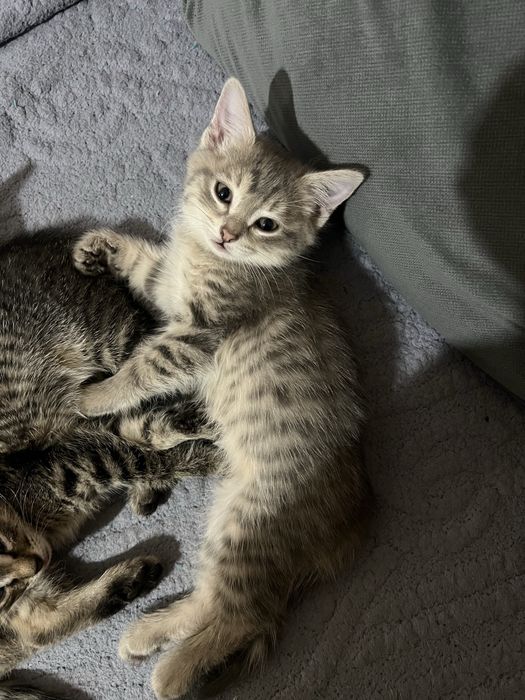 Котики, обе милые девочки