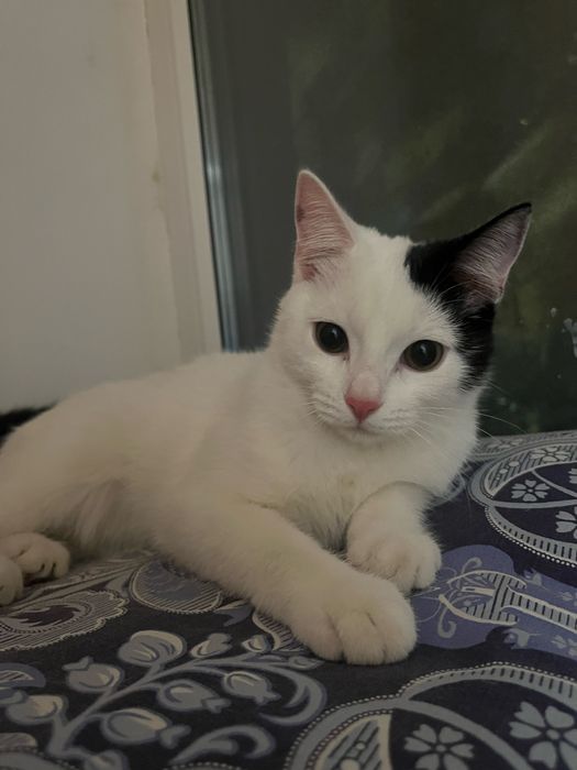 отдам котят даром