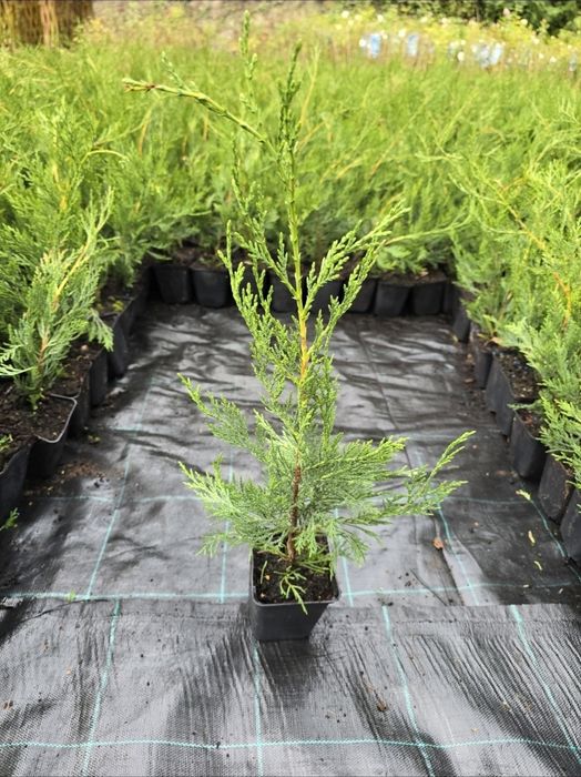 Chiparos Leylandii 40-50cm verde profund