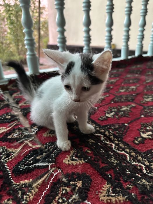 Котята в хорошие руки